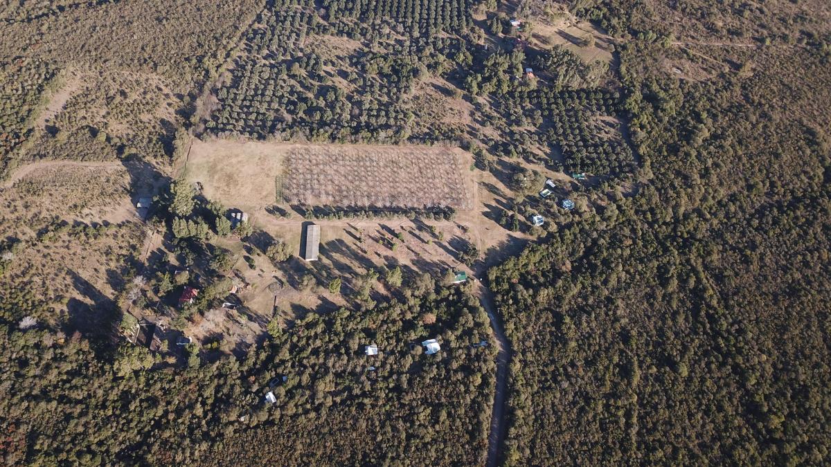 Terreno arbolado, hectárea y media, Los Molles