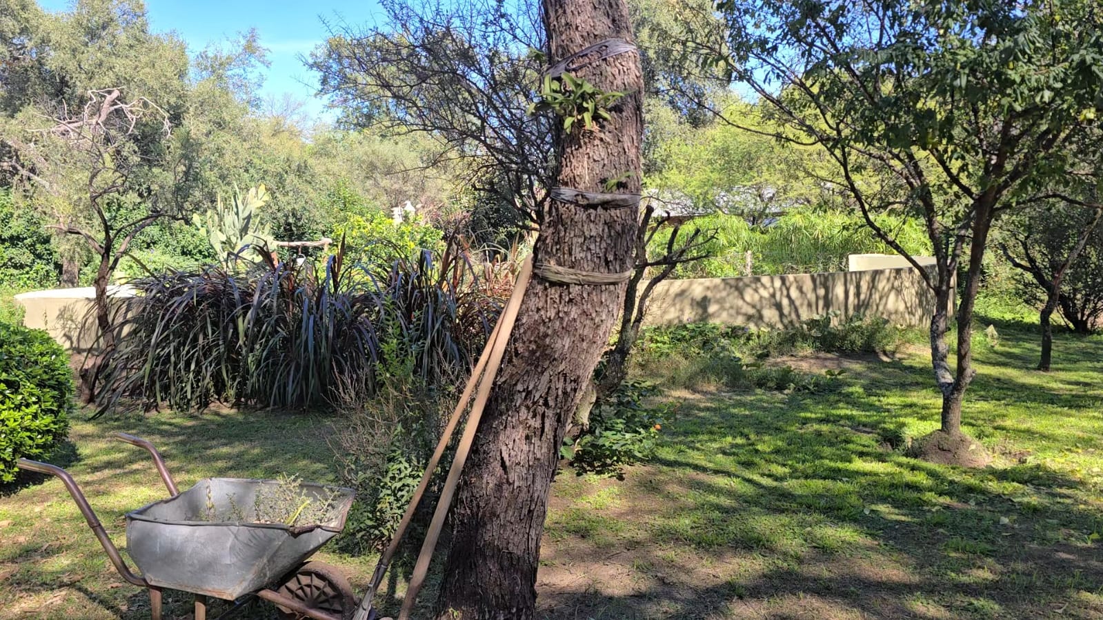 Parque y arbolado del terreno